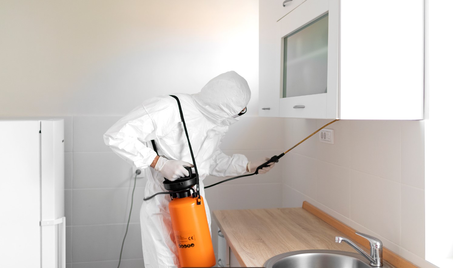 How to Get Rid of Rodents Easily?